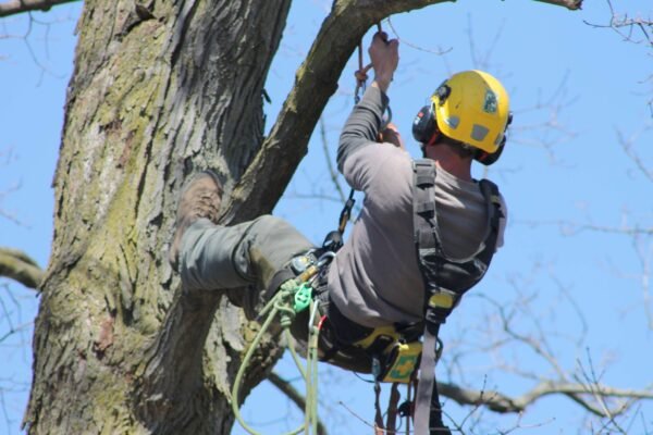 Understanding the Differences Between Arborists and Tree Trimmers